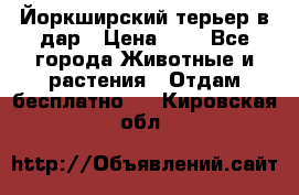 Йоркширский терьер в дар › Цена ­ 1 - Все города Животные и растения » Отдам бесплатно   . Кировская обл.